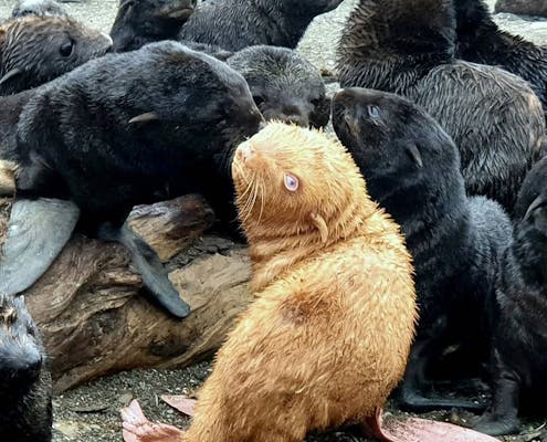 Orange Seal