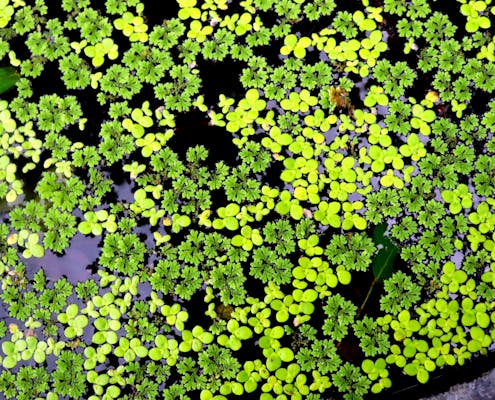 Azolla_Plant